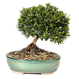  K�z�lay online �i�ek�i , �i�ek sipari�i  ithal bonsai saksi �i�egi  Ankara K�z�lay �i�ek yolla 