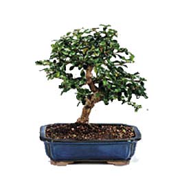  Ankara K�z�lay �i�ek yolla , �i�ek g�nder , �i�ek�i   ithal bonsai saksi �i�egi  Ankara K�z�lay �nternetten �i�ek sipari�i 