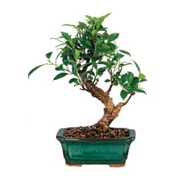  Ankara K�z�lay hediye sevgilime hediye �i�ek  ithal bonsai saksi �i�egi  K�z�lay �i�ek g�nderme 