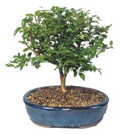  K�z�lay anneler g�n� �i�ek yolla  ithal bonsai saksi �i�egi  K�z�lay �i�ek�i ma�azas� 