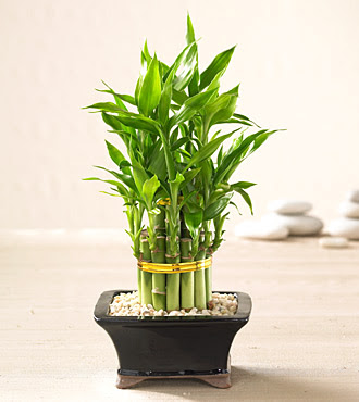 Lucky Bamboo saksi �i�egi  K�z�lay �i�ek online �i�ek sipari�i 