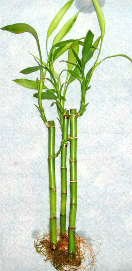 Lucky Bamboo 3 adet vazo hediye edilir   Ankara Kzlay yurtii ve yurtd iek siparii 
