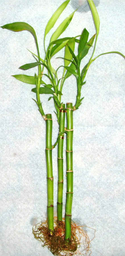 Lucky Bamboo 3 adet vazo hediye edilir   Ankara K�z�lay yurti�i ve yurtd��� �i�ek sipari�i 