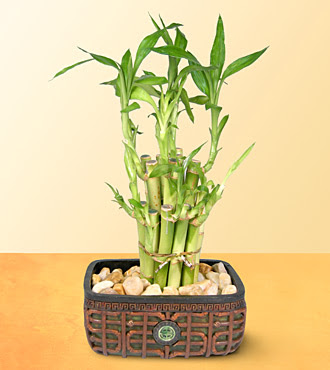 Lucky Bamboo  saksi �i�egi  Ankara K�z�lay g�venli kaliteli h�zl� �i�ek 