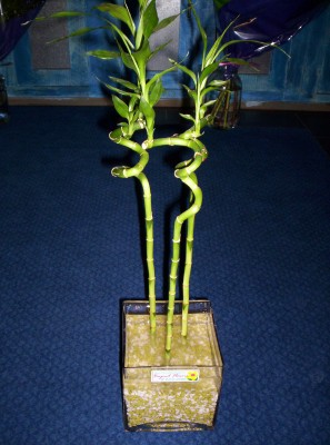 Lucky Bamboo 3 adet saksi �i�egi  K�z�lay online �i�ek�i , �i�ek sipari�i 