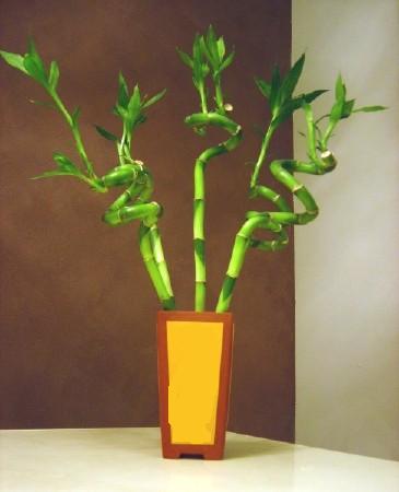 Lucky Bamboo 5 adet vazo ierisinde  Kzlay iek online iek siparii 