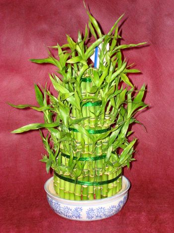 Lucky Bamboo sans melegi �i�egi  Ankara K�z�lay hediye sevgilime hediye �i�ek 