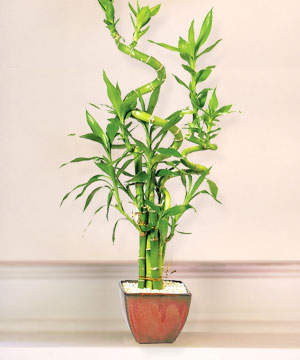 Lucky Bamboo sans melegi �i�egi  Ankara K�z�lay g�venli kaliteli h�zl� �i�ek 