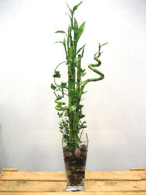 Lucky Bamboo sans melegi �i�egi  Ankara K�z�lay yurti�i ve yurtd��� �i�ek sipari�i 