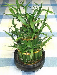 Lucky Bamboo sans melegi �i�egi  Ankara K�z�lay �i�ek servisi , �i�ek�i adresleri 