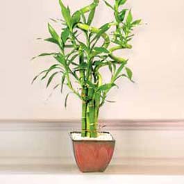 Lucky Bamboo sans melegi �i�egi  K�z�lay �i�ek g�nderme 