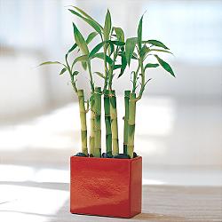Lucky Bamboo sans melegi �i�egi  Ankara K�z�lay hediye �i�ek yolla 