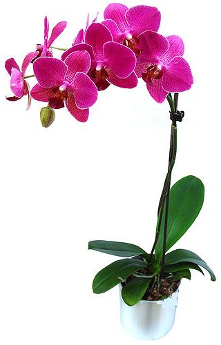  Kızılay anneler günü çiçek yolla  saksi orkide çiçegi