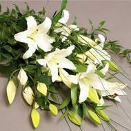  K�z�lay ucuz �i�ek g�nder  3 adet kazablanka �i�egi 