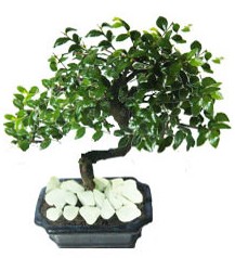 9 yasinda Bonsai agaci  Ankara K�z�lay hediye �i�ek yolla 