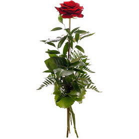  K�z�lay �i�ek�i ma�azas�  1 adet k�rm�z� g�lden buket