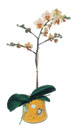  Ankara Kzlay gvenli kaliteli hzl iek  Phalaenopsis Orkide ithal kalite