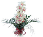  Ankara Kızılay hediye sevgilime hediye çiçek  Dal orkide ithal iyi kalite