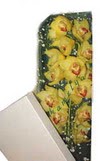  K�z�lay �i�ek sipari�i vermek  Kutu i�erisine dal cymbidium orkide