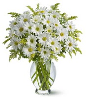 Vazo içerisinde beyaz krizantem çiçekleri  Kızılay anneler günü çiçek yolla 