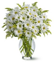 Vazo i�erisinde beyaz krizantem �i�ekleri  K�z�lay anneler g�n� �i�ek yolla 
