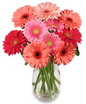 vazo i�erisinde 13 adet gerbera �i�e�i  Ankara K�z�lay hediye sevgilime hediye �i�ek 