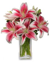 Vazo içerisinde 5 dal kazablanka çiçeği  Kızılay online çiçekçi , çiçek siparişi 
