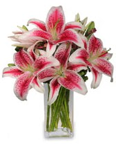 Vazo i�erisinde 5 dal kazablanka �i�e�i  K�z�lay online �i�ek�i , �i�ek sipari�i 