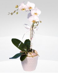 1 dallı orkide saksı çiçeği  Kızılay çiçekçi mağazası 