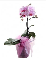 1 dal pembe orkide saks� �i�e�i  Ankara K�z�lay �i�ek , �i�ek�i , �i�ek�ilik 