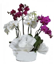4 dal mor orkide 2 dal beyaz orkide  Kızılay çiçek gönderme sitemiz güvenlidir 