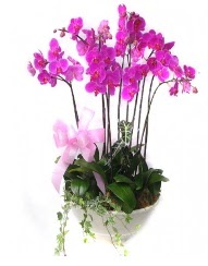 9 dal orkide saksı çiçeği  Kızılay ucuz çiçek gönder 