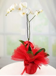 1 dal beyaz orkide saksı çiçeği  Ankara Kızılay hediye çiçek yolla 