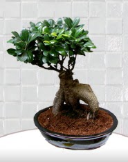 saks� �i�e�i japon a�ac� bonsai  Ankara K�z�lay �i�ek , �i�ek�i , �i�ek�ilik 
