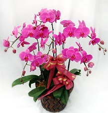 6 Dall� mor orkide �i�e�i  K�z�lay �i�ek g�nderme sitemiz g�venlidir 