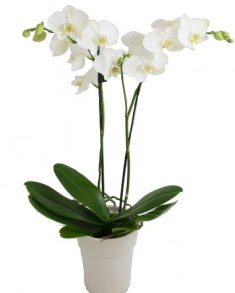 2 dall beyaz orkide  Ankara Kzlay iek yolla , iek gnder , ieki  