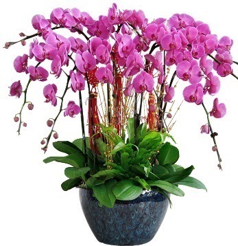 9 dallı mor orkide  Ankara Kızılay İnternetten çiçek siparişi 