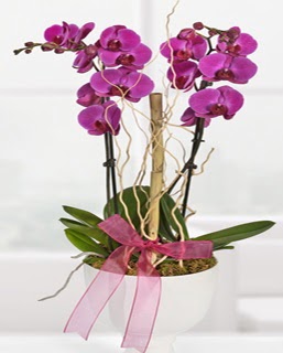 2 dallı nmor orkide  Kızılay çiçek gönderme sitemiz güvenlidir 