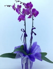 2 dall mor orkide  Ankara Kzlay iek , ieki , iekilik 