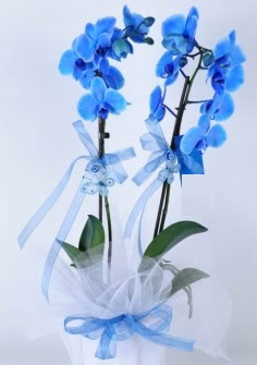 2 dall mavi orkide  Kzlay iek online iek siparii 