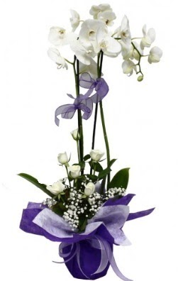 2 dallı beyaz orkide 5 adet beyaz gül  Kızılay anneler günü çiçek yolla 