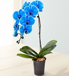 1 dallı süper eşsiz mavi orkide  Kızılay çiçek satışı 
