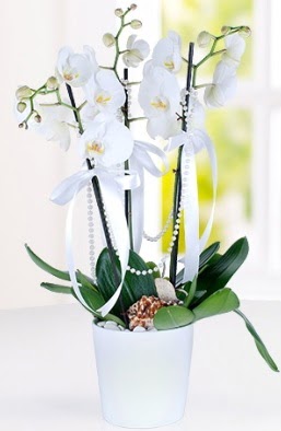 3 dallı beyaz orkide  Ankara Kızılay internetten çiçek siparişi  