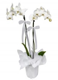 2 dall beyaz orkide  Kzlay ucuz iek gnder 