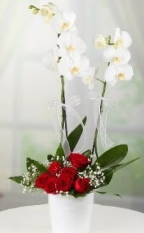 2 dallı beyaz orkide 7 adet kırmızı gül  Ankara Kızılay İnternetten çiçek siparişi 