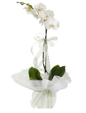 1 dal beyaz orkide �i�e�i  Ankara K�z�lay kaliteli taze ve ucuz �i�ekler 