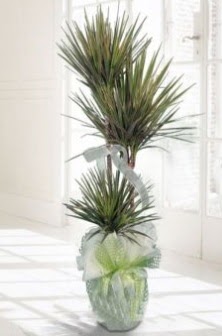 Marginata Tricolor ��l� Saks� bitkisi  Ankara K�z�lay kaliteli taze ve ucuz �i�ekler 