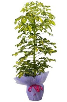 Schefflera Tekli �� mnekan saks� �i�e�i  K�z�lay anneler g�n� �i�ek yolla 