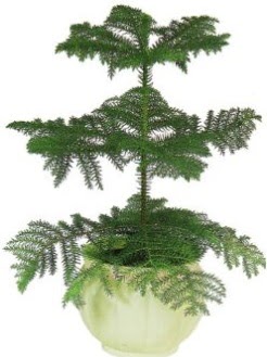 Araucaria Heterophylla i� mekan saks�  K�z�lay �i�ek sat��� 