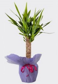 Yucca Tekli i� mekan saks� bitkisi  K�z�lay �i�ek ma�azas� , �i�ek�i adresleri 